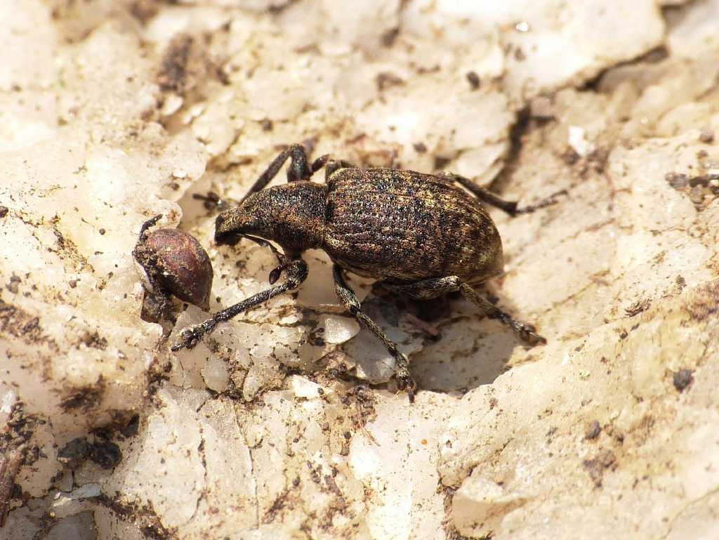 Curculionidae brillante Liophloeus ophthalmicus - Tolfa (RM)